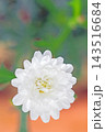 家の周りの草花　四季の色々　春の花壇の彩り　美しい白色やピンクのマーガレットの花が咲きました 143516684