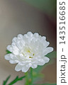 家の周りの草花　四季の色々　春の花壇の彩り　美しい白色やピンクのマーガレットの花が咲きました 143516685