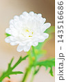 家の周りの草花　四季の色々　春の花壇の彩り　美しい白色やピンクのマーガレットの花が咲きました 143516686