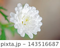 家の周りの草花　四季の色々　春の花壇の彩り　美しい白色やピンクのマーガレットの花が咲きました 143516687