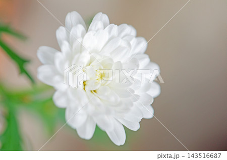 家の周りの草花　四季の色々　春の花壇の彩り　美しい白色やピンクのマーガレットの花が咲きました 143516687