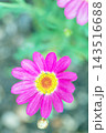 家の周りの草花　四季の色々　春の花壇の彩り　美しい白色やピンクのマーガレットの花が咲きました 143516688