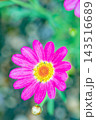 家の周りの草花　四季の色々　春の花壇の彩り　美しい白色やピンクのマーガレットの花が咲きました 143516689