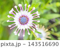 家の周りの草花　四季の色々　春の花壇の彩り　美しい白色やピンクのマーガレットの花が咲きました 143516690
