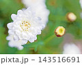 家の周りの草花　四季の色々　春の花壇の彩り　美しい白色やピンクのマーガレットの花が咲きました 143516691