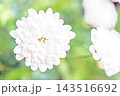 家の周りの草花　四季の色々　春の花壇の彩り　美しい白色やピンクのマーガレットの花が咲きました 143516692