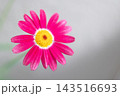 家の周りの草花　四季の色々　春の花壇の彩り　美しい白色やピンクのマーガレットの花が咲きました 143516693