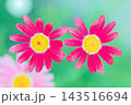 家の周りの草花　四季の色々　春の花壇の彩り　美しい白色やピンクのマーガレットの花が咲きました 143516694