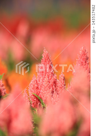 キャッスルピンク色のケイトウが咲く花畑　那須フラワーワールド 143517482