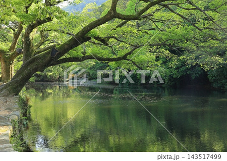 春暖の栗林公園（4月下旬） 143517499
