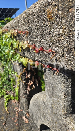 Ivy climbing on old concrete wall close up Ivy climbing on old concrete wall close up 143517989