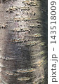 Rough texture of old mossy tree bark close up 143518009