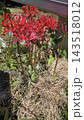 Vibrant red spider lily flowers macro close up 143518012