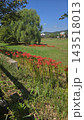 Beautiful summer park landscape with vibrant red spider lily flowers and a large green weeping willow tree under clear blue sky. 143518013