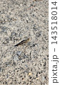 Gray bird grasshopper camouflage on dry soil ground 143518014