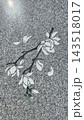 White magnolia drawing on grey stone pavement close up 143518017