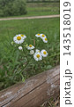 Beautiful white chamomile daisy flowers blooming next to an old rustic wooden log in a green park landscape. 143518019