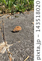 Dry textured peach pit stone on grey asphalt pavement 143518020