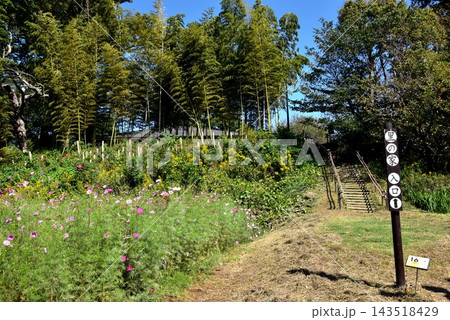 神奈川県茅ケ崎市　県立茅ヶ崎里山公園コスモス畑と里の家入口 143518429
