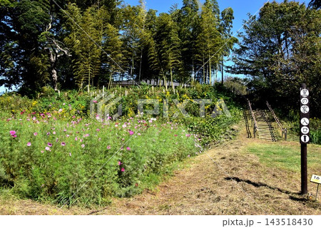 神奈川県茅ケ崎市　県立茅ヶ崎里山公園コスモス畑と里の家入口 143518430