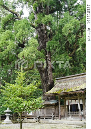 【福井県小浜市】若狭彦神社の千年杉 【福井県小浜市】若狭彦神社の千年杉 143518527
