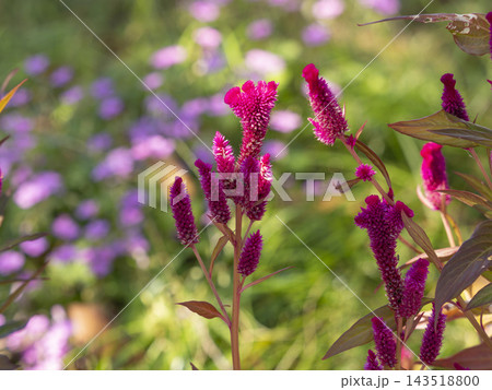 花壇に咲く鮮やかなケイトウの花 花壇に咲く鮮やかなケイトウの花 143518800