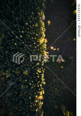 Aerial view of green alpine trees and deforested area. 143519430