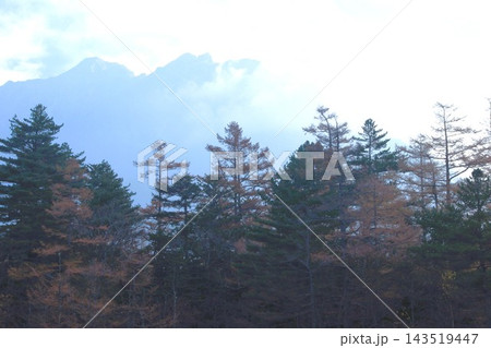 黄葉したカラマツ林、上高地 秋風景 黄葉したカラマツ林、上高地 秋風景 143519447