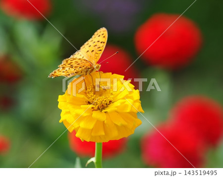ジニアの花で蜜を吸うヒョウモンチョウ 143519495