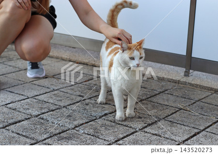 Orange and white cat standing on a paved walkway while a woman gently strokes its head, showing a calm moment of affection, care and interaction between a person and a domestic animal. Orange and white cat standing on a paved walkway while a woman gently strokes its head, showing a calm moment of affection, care and interaction between a person and a domestic animal. 143520273