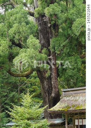 【福井県小浜市】若狭彦神社の千年杉 143521044