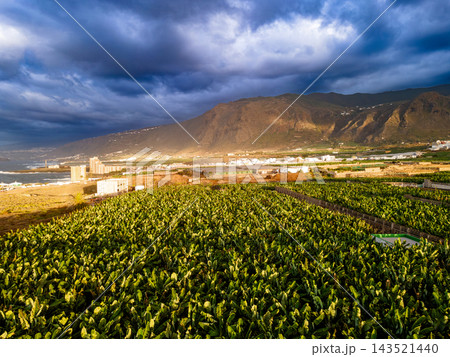 Banana fields spread toward a coastal Tenerife town. Banana fields spread across the foreground with a coastal Tenerife town visible on the horizon beyond. Agriculture meeting settlement under a heavy Banana fields spread toward a coastal Tenerife town. Banana fields spread across the foreground with a coastal Tenerife town visible on the horizon beyond. Agriculture meeting settlement under a heavy 143521440