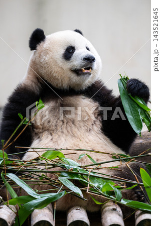 中国・重慶動物園：竹の葉を手にして美味しそうに食べるジャイアントパンダ 143521645