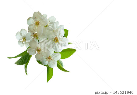 Cute fresh spring fruit tree branch with white flowers Cute fresh spring fruit tree branch with white flowers 143521940
