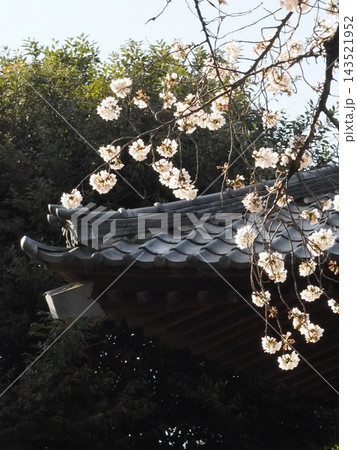 地味に咲いてもよく見れば華麗な桜花 143521952