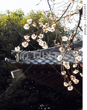 地味に咲いてもよく見れば華麗な桜花 地味に咲いてもよく見れば華麗な桜花 143521953