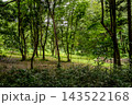 薄日が差す森林の風景 143522168