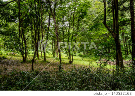 薄日が差す森林の風景 143522168