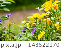 黄色いパンジー 143522170