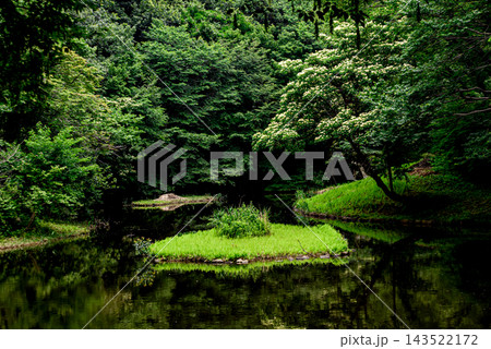 森の中の池の風景 143522172