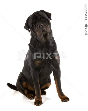 rottweiler in studio rottweiler in studio 143522242