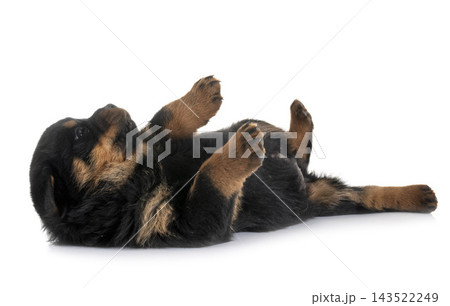 puppy rottweiler in studio puppy rottweiler in studio 143522249