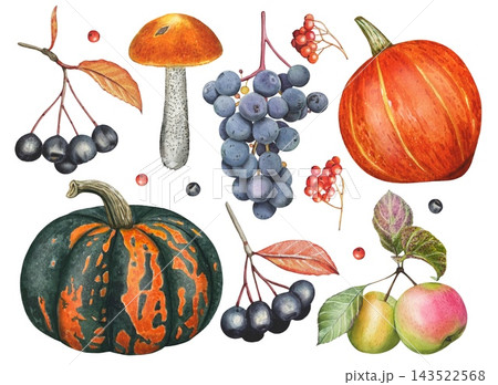 Hand drawn harvest set. Watercolor illustration. 143522568