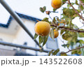 柿の収穫、家庭菜園＜10月＞ 143522608
