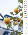 柿の収穫、家庭菜園＜10月＞ 143522609
