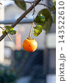 柿の収穫、家庭菜園＜10月＞ 143522610