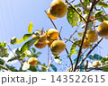 柿の収穫、家庭菜園＜10月＞ 143522615