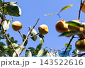 柿の収穫、家庭菜園＜10月＞ 143522616