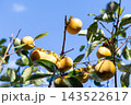 柿の収穫、家庭菜園＜10月＞ 143522617
