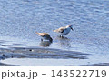 干潟で餌を探すミユビシギのつがい 143522719
